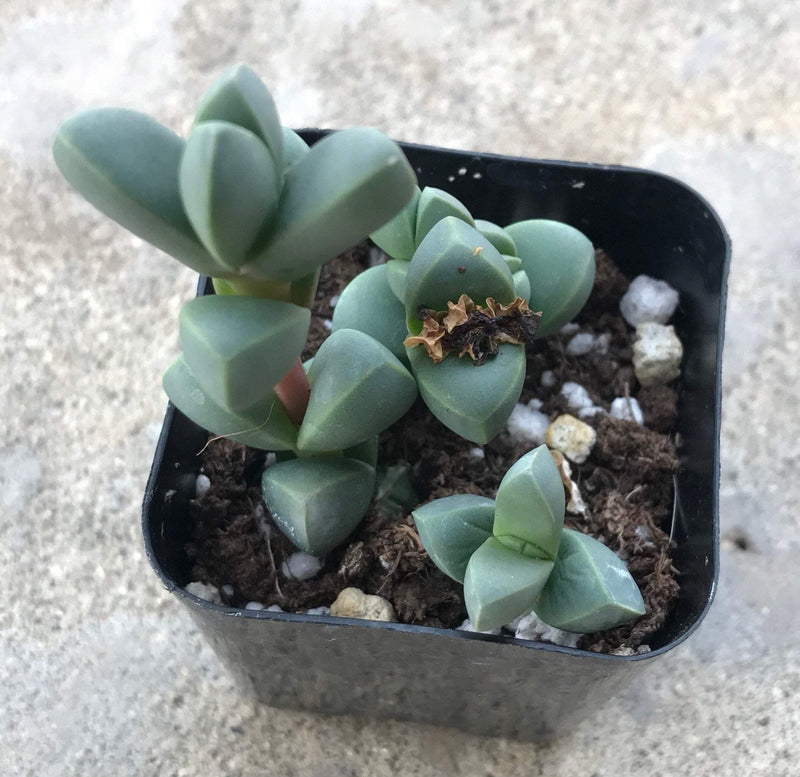 Zensability Plants, Succulents and Hoyas, Corpuscularia lehmannii Live Small Succulent Garden Plant, 2 INCH, thick small triangular shaped leaves stacking along an upright stem, leaves are chubby and blue-green colored