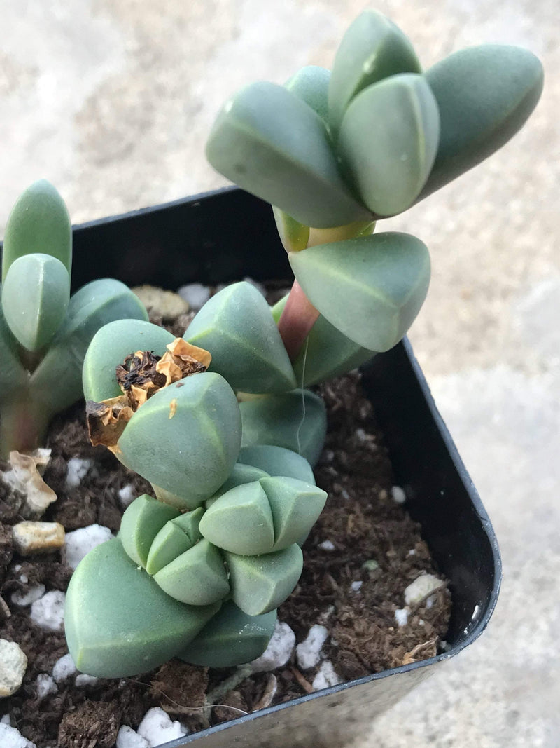 Zensability Plants, Succulents and Hoyas, Corpuscularia lehmannii Live Small Succulent Garden Plant, 2 INCH, thick small triangular shaped leaves stacking along an upright stem, leaves are chubby and blue-green colored