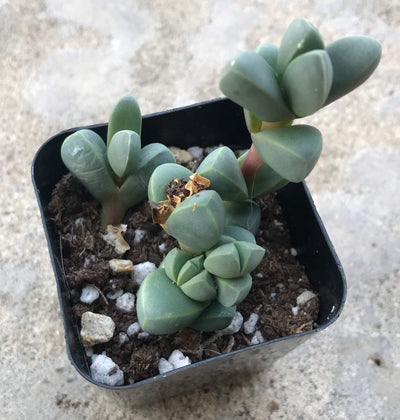 Zensability Plants, Succulents and Hoyas, Corpuscularia lehmannii Live Small Succulent Garden Plant, 2 INCH, thick small triangular shaped leaves stacking along an upright stem, leaves are chubby and blue-green colored