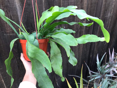 Cutting - Epiphyllum oxipetalum 'Queen of the Night' - 4-6" - Zensability