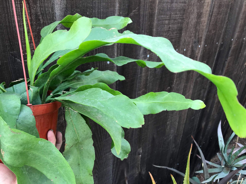 Cutting - Epiphyllum oxipetalum &