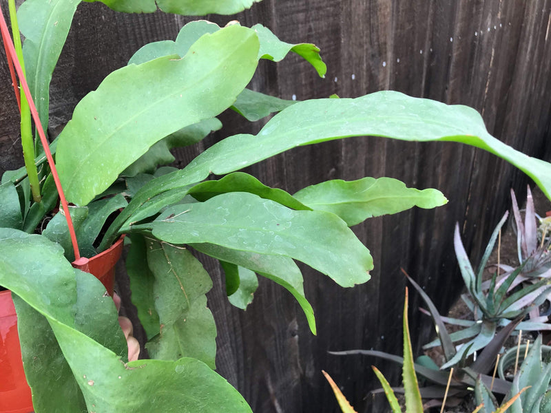 Cutting - Epiphyllum oxipetalum &