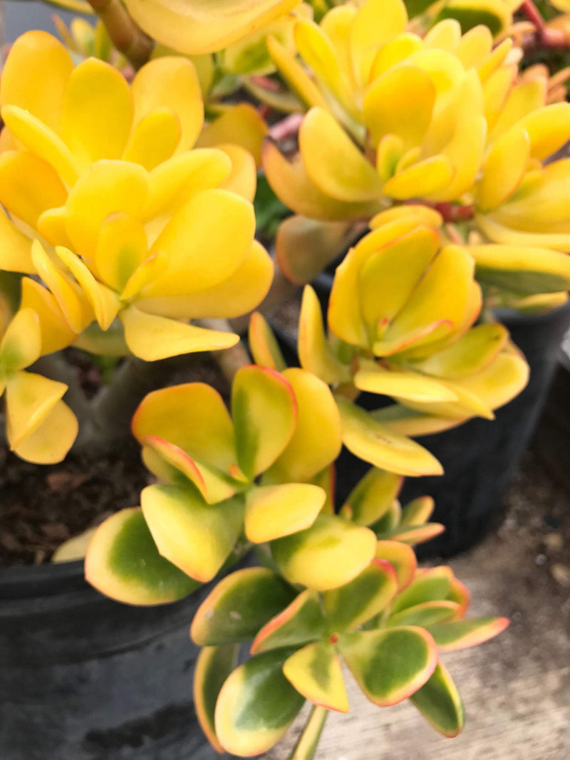 Zensability Gold Yellow Green Red Succulent Plant CUTTINGS - Live Crassula ovata &