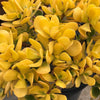 Cuttings - Crassula ovata 'Hummel's Sunset' - (2)