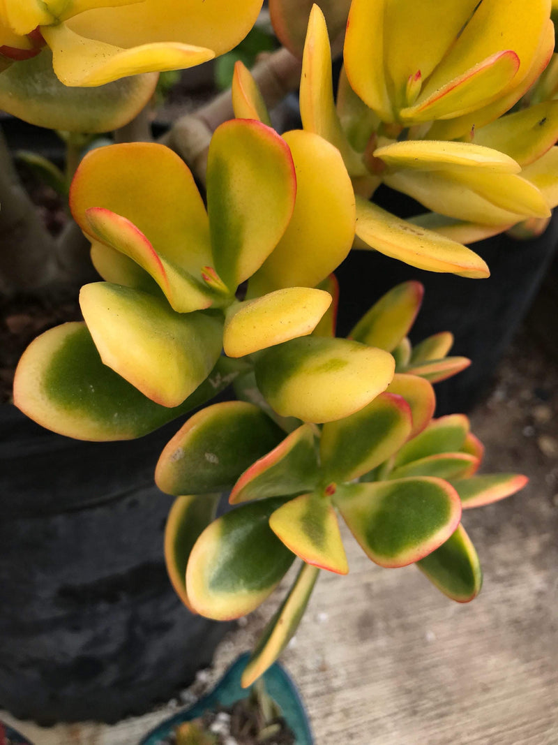 Zensability Gold Yellow Green Red Succulent Plant CUTTINGS - Live Crassula ovata &