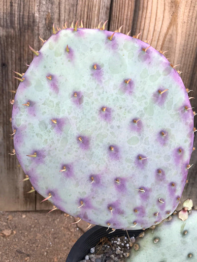 Opuntia 'Santa Rita' rare purple prickly pear cactus pad (one, 4-5" each)