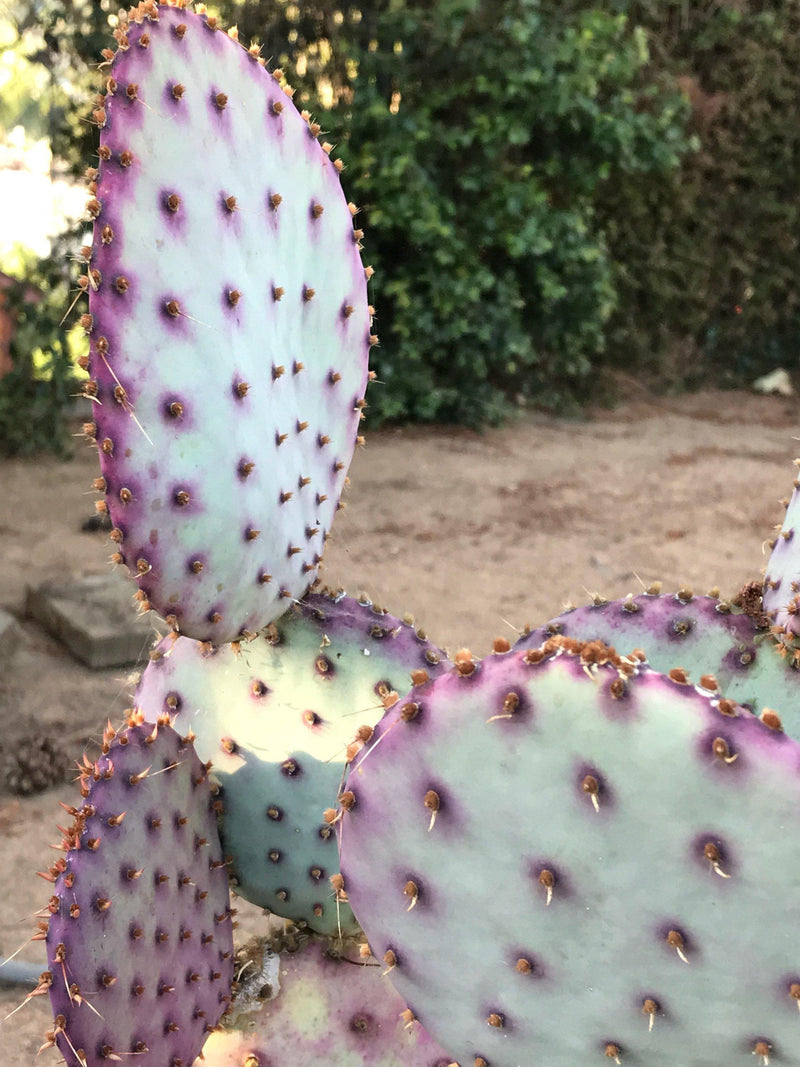 Opuntia &