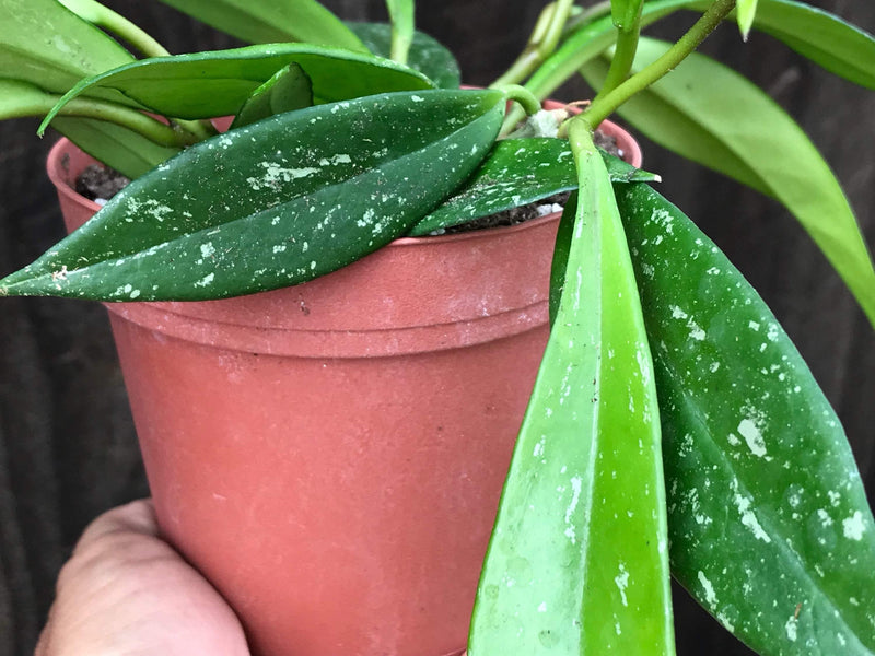 Hoya pubicalyx cuttings live unrooted house plant, mother plant for reference shown growing in a 4 inch pot, this listing is for a Hoya cutting
