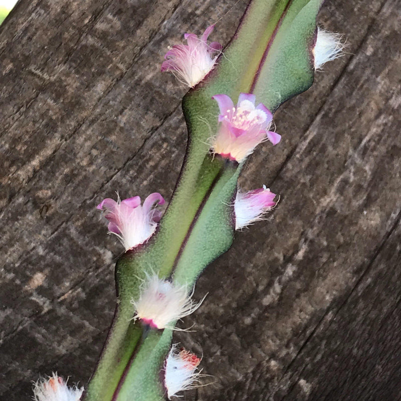 Rare Cuttings - Lepismium cruciforme live unrooted succulent cactus plant (Three cuttings 3-4" long each)