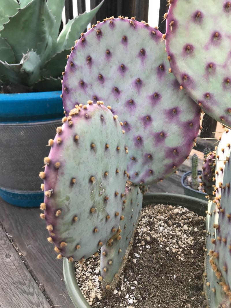 Opuntia &