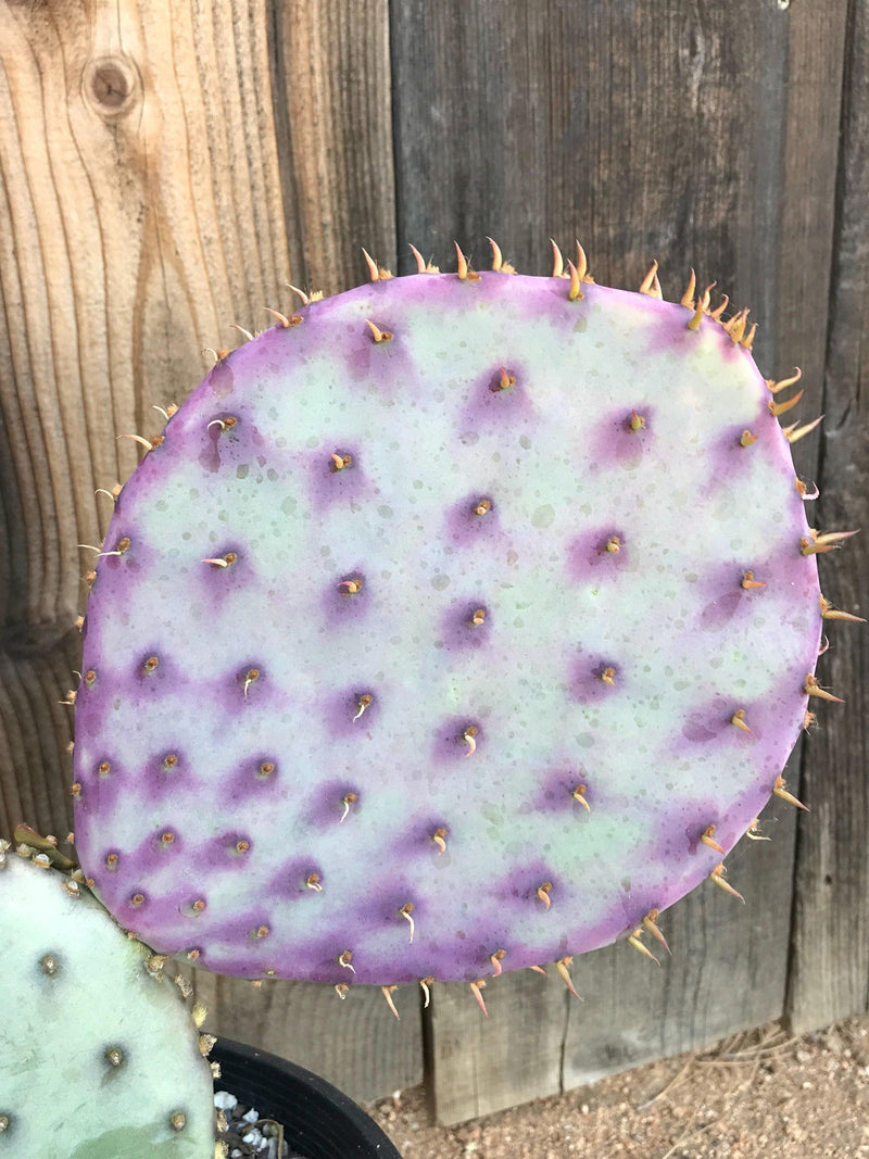 Opuntia &