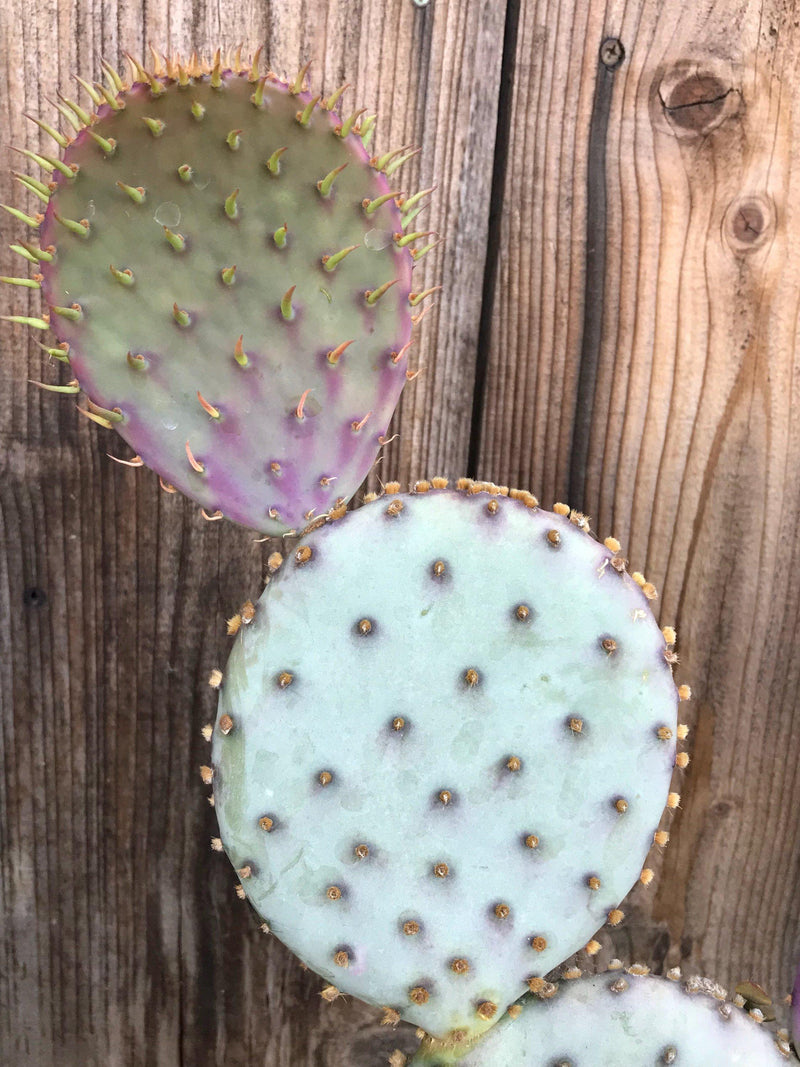 Opuntia &