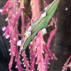 Cuttings - Lepismium cruciforme (3)