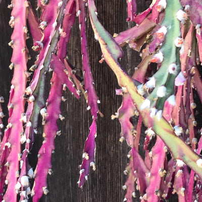 Rare Cuttings - Lepismium cruciforme live unrooted succulent cactus plant (Three cuttings 3-4" long each)