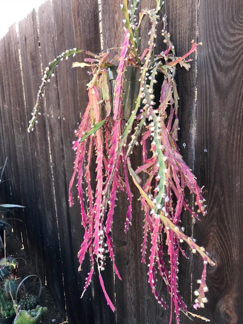 Rare Cuttings - Lepismium cruciforme live unrooted succulent cactus plant (Three cuttings 3-4" long each)