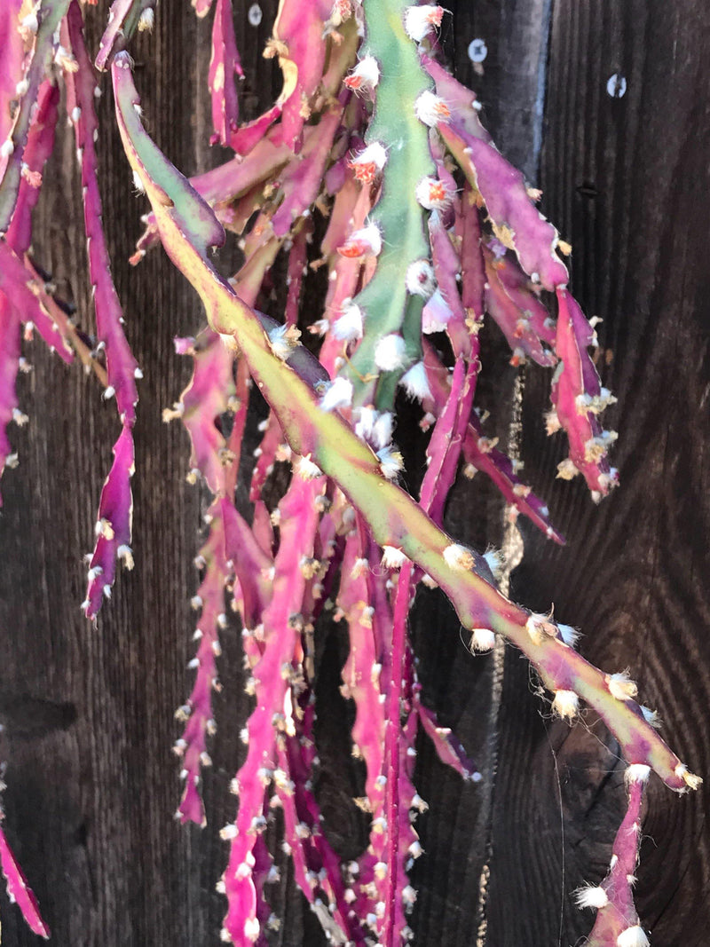 Rare Cuttings - Lepismium cruciforme live unrooted succulent cactus plant (Three cuttings 3-4" long each)