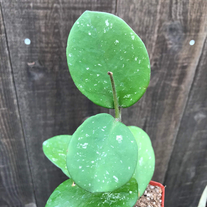 Zensability Hoya obovata, close up of oval silver-speckled leaves of this live hanging house plant 