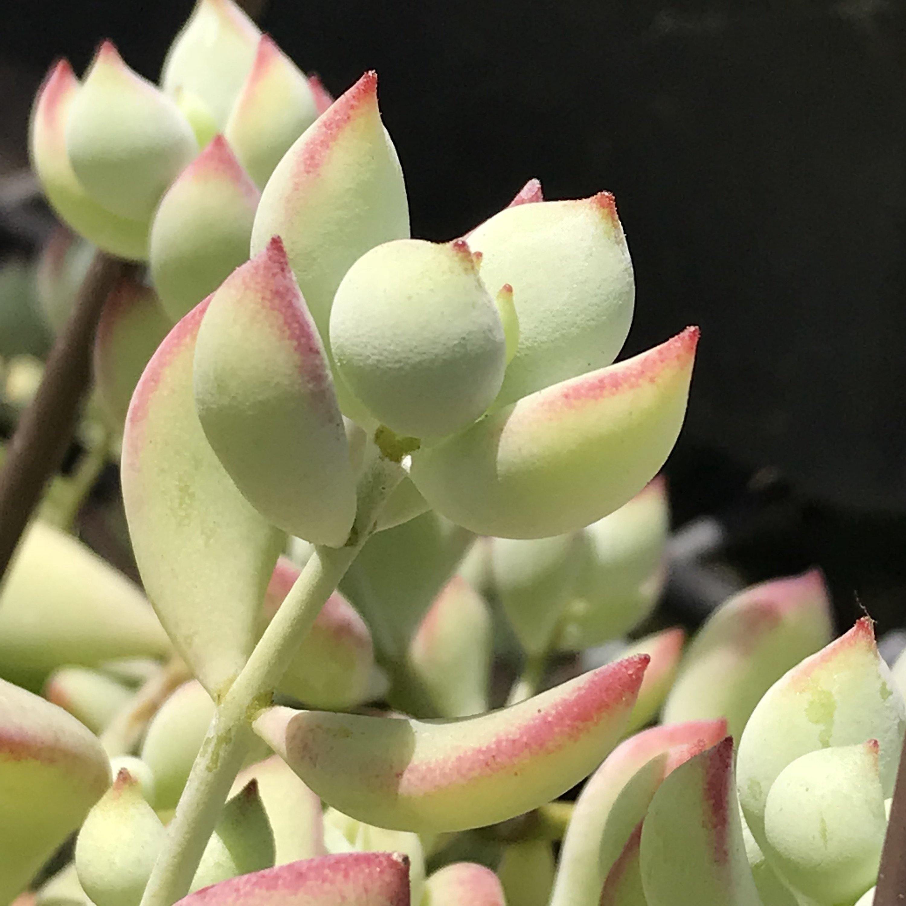 cotyledon pendens succulent care CUTTINGS - Cotyledon pendens - Rare Succulent Plant