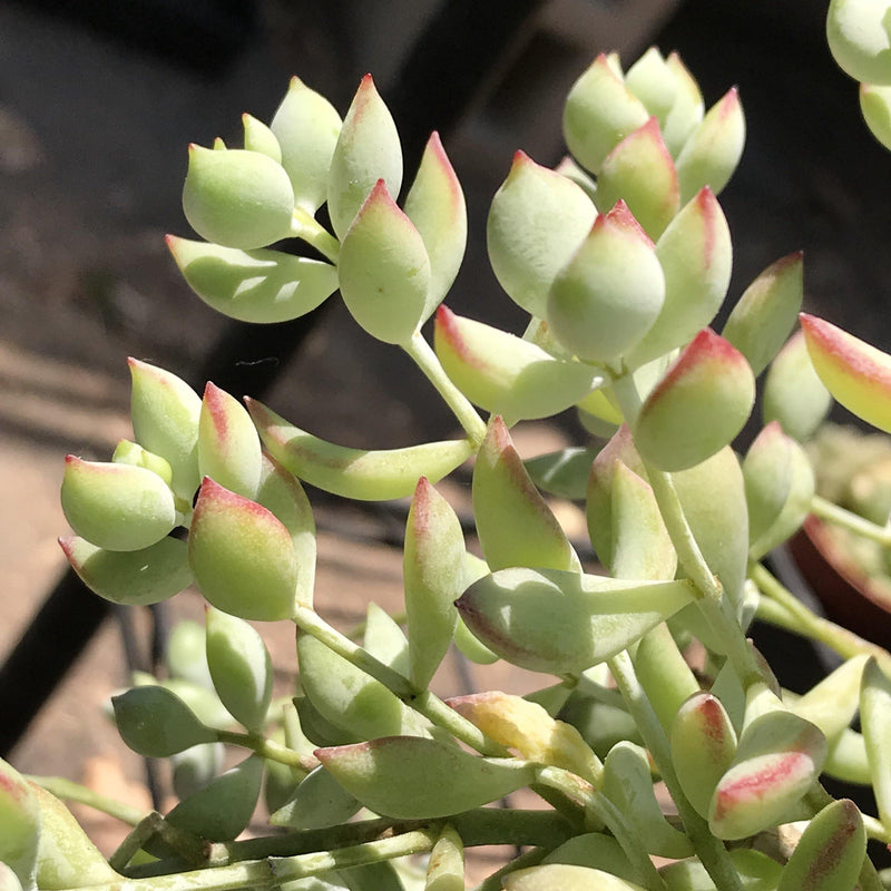 CUTTINGS rare Cotyledon pendens Live UNROOTED Zensability Succulent Plant