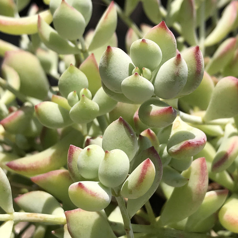 CUTTINGS rare Cotyledon pendens Live UNROOTED Zensability Succulent Plant