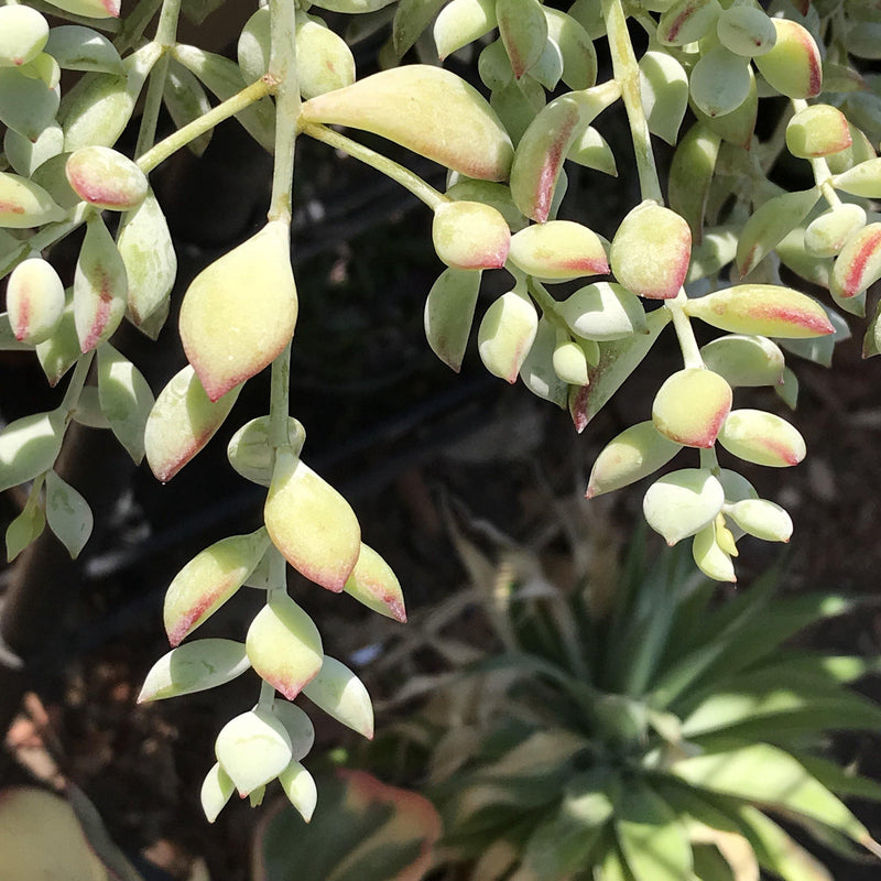 CUTTINGS rare Cotyledon pendens Live UNROOTED Zensability Succulent Plant