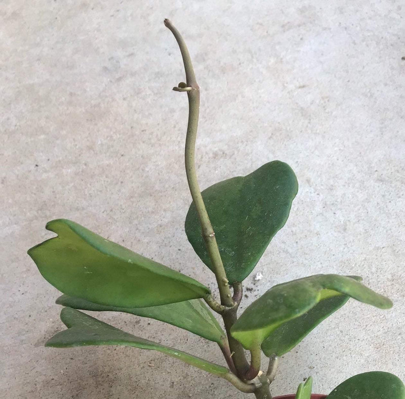 Cutting Hoya kerii &