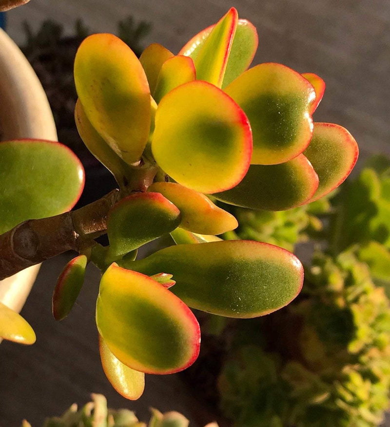 Zensability Gold Yellow Green Red Succulent Plant CUTTINGS - Live Crassula ovata &
