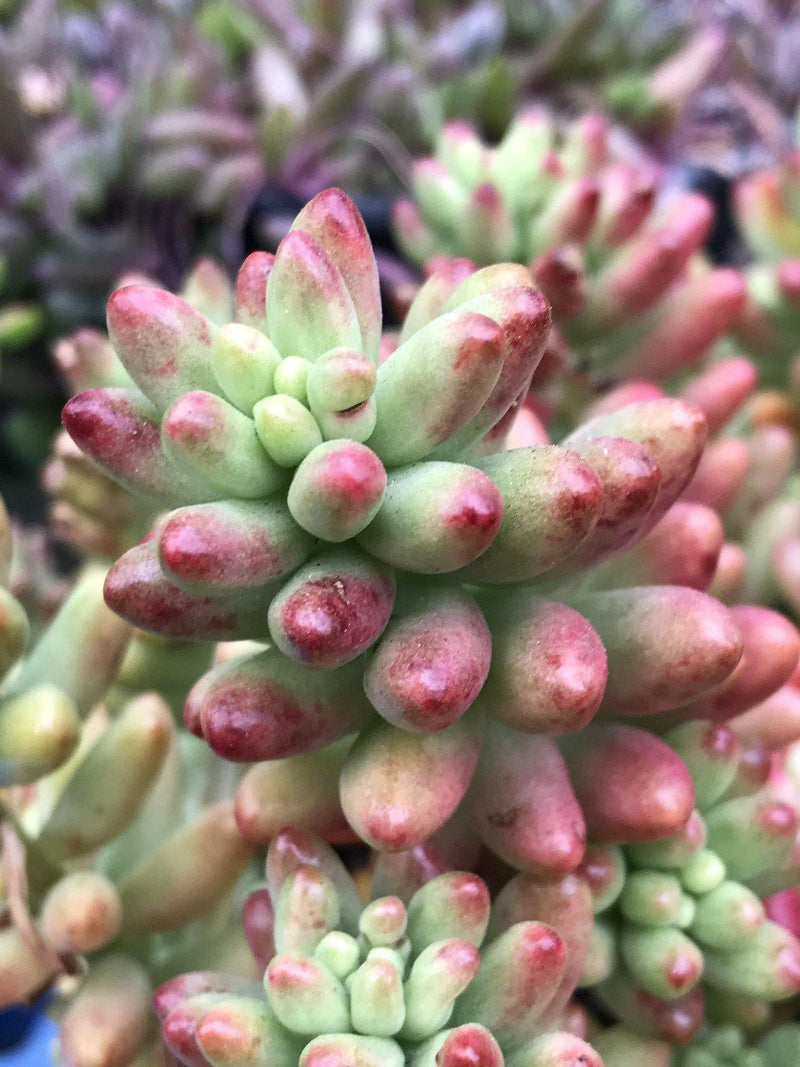 Cuttings - Jelly Bean Plant - Sedum rubrotinctum &