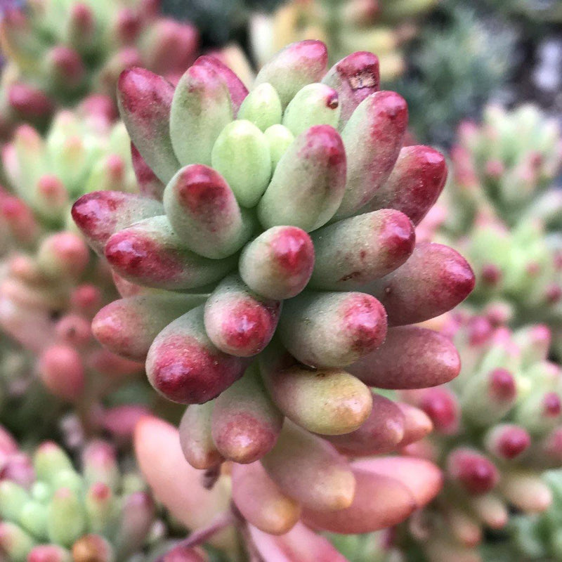 Cuttings - Jelly Bean Plant - Sedum rubrotinctum &