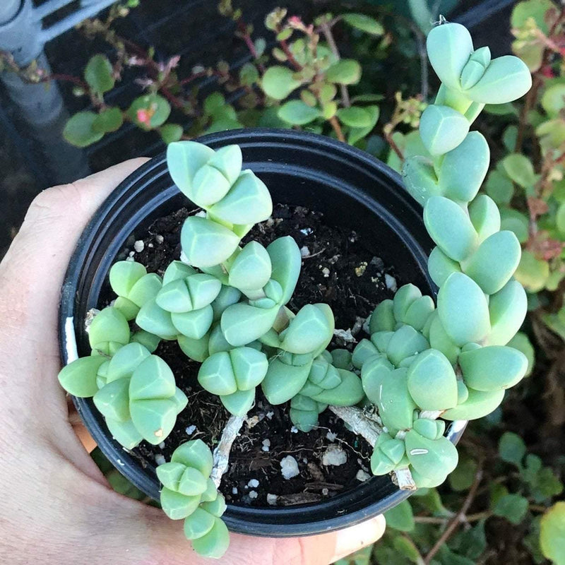 Corpuscularia lehmannii live rooted outdoor succulent plant, 4"