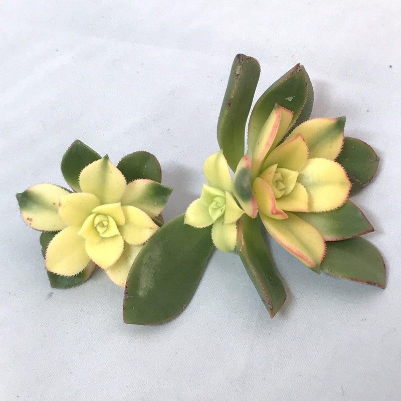 Succulent Cuttings Aeonium &