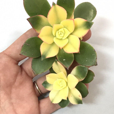 Succulent Cuttings Aeonium 'Kiwi' Zensability green yellow red live unrooted plant, 1-2 wide heads