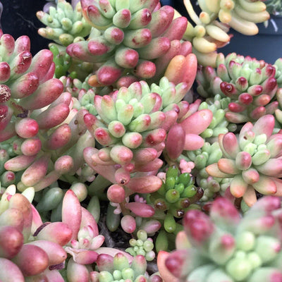 Cuttings - Jelly Bean Plant - Sedum rubrotinctum 'Aurora' succulent plant, (set of two, 2-3" long each) unrooted - Zensability