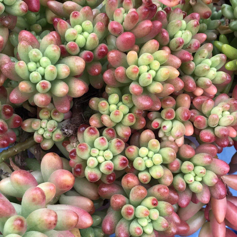 Cuttings - Jelly Bean Plant - Sedum rubrotinctum &