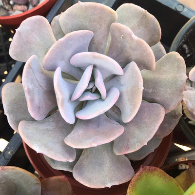Echeveria 'Cubic Frost', hard-to-find live succulent garden plant gift, growing in 4 inch pot, purple pink elephant ear shaped leaves form a tight rosette along an upright stem. Zensability Plants, Succulents and Hoyas