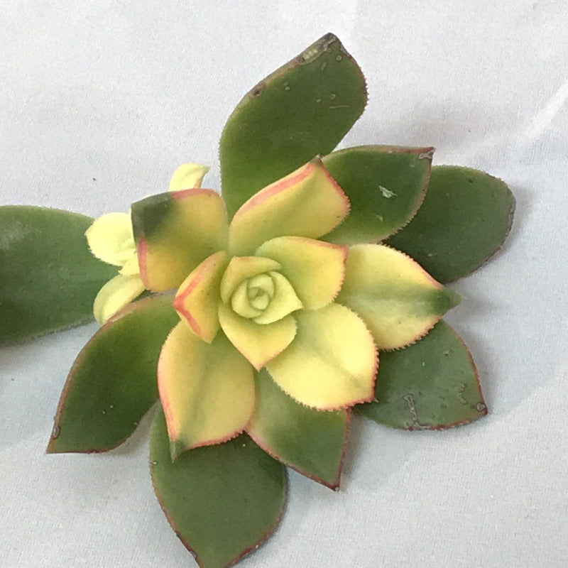 Succulent Cuttings Aeonium &