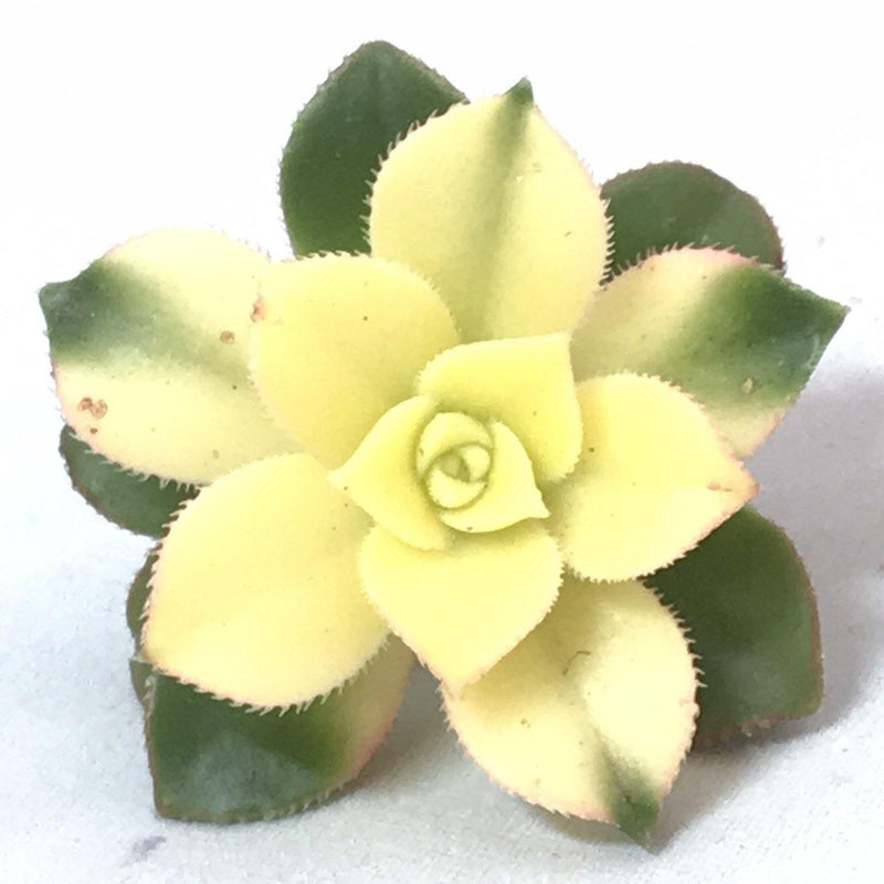 Succulent Cuttings Aeonium &