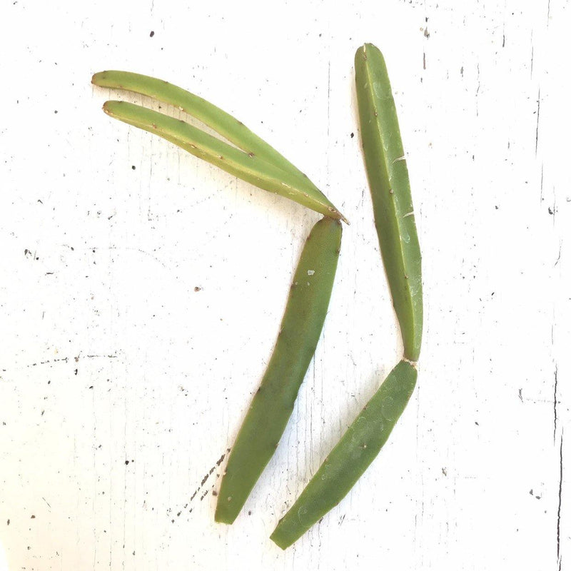 Rare Rhipsalis cereoides succulent plant cuttings, set of two 3-4" cuttings, unrooted gift