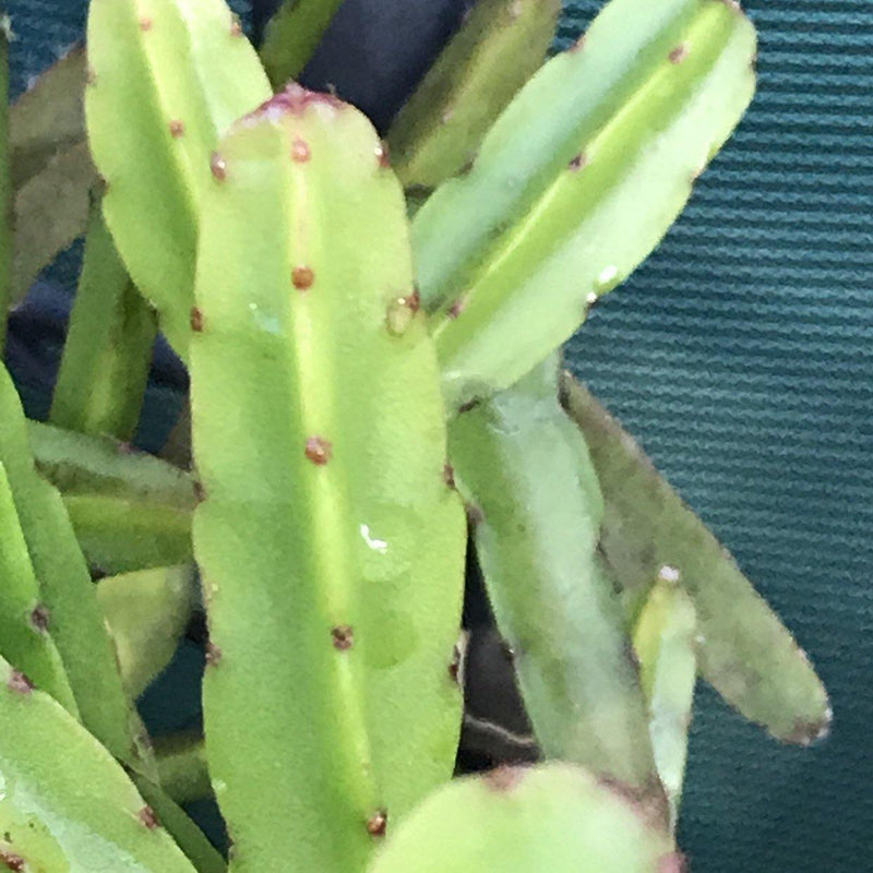 Rare Rhipsalis cereoides succulent plant cuttings, set of two 3-4" cuttings, unrooted gift