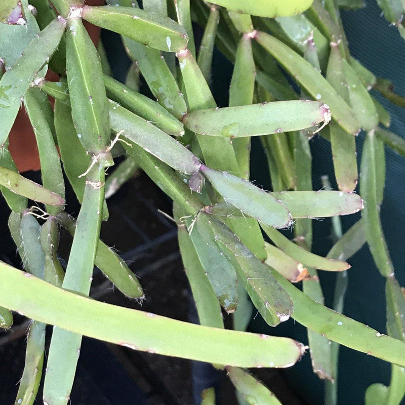 Rare Rhipsalis cereoides succulent plant cuttings, set of two 3-4" cuttings, unrooted gift