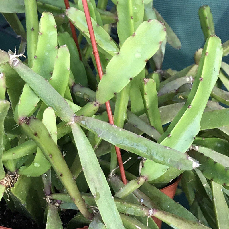 Rare Rhipsalis cereoides succulent plant cuttings, set of two 3-4" cuttings, unrooted gift