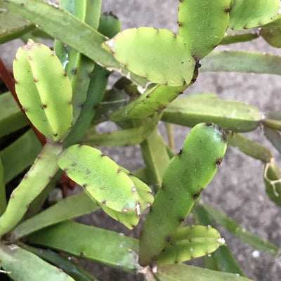 Rare Rhipsalis cereoides succulent plant cuttings, set of two 3-4" cuttings, unrooted gift