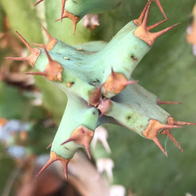 Succulent Cutting, Euphorbia resinifera, live unrooted outdoor plant gift,  2-3"