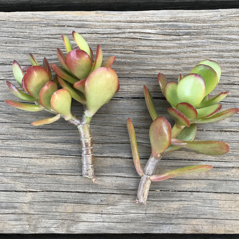 Succulent CUTTINGS - Zensability red orange green Crassula ovata &