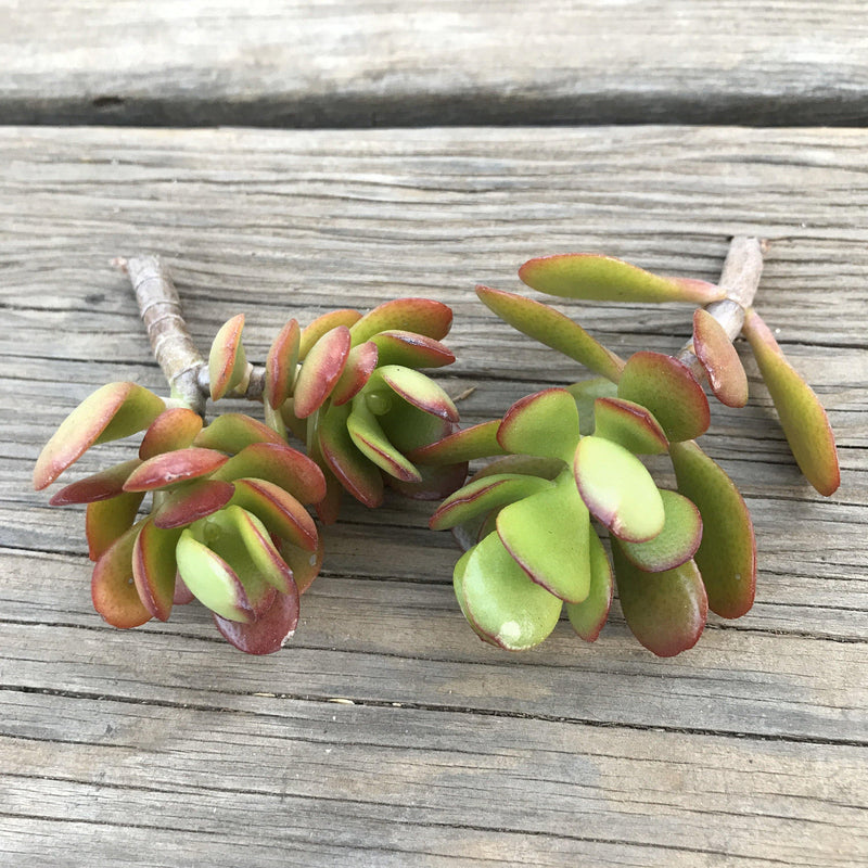 Succulent CUTTINGS - Zensability red orange green Crassula ovata &