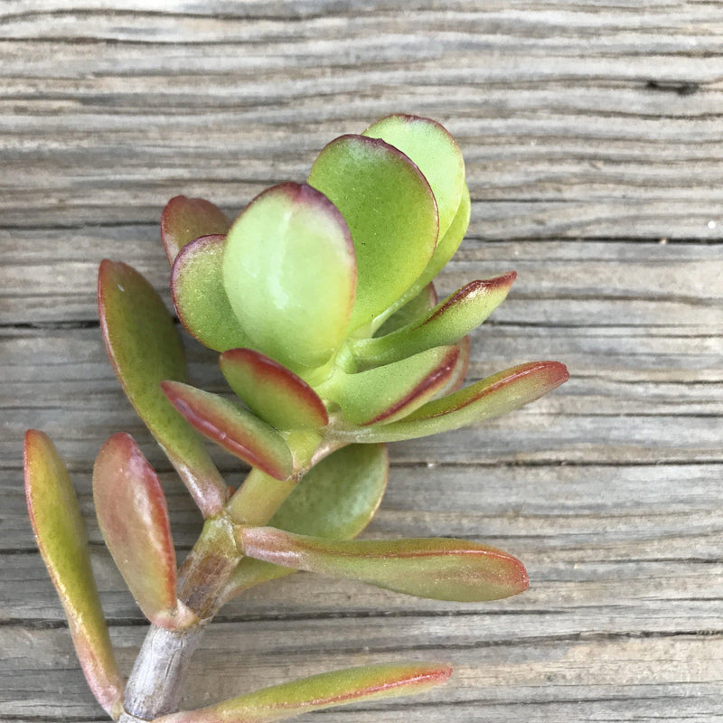 Succulent CUTTINGS - Zensability red orange green Crassula ovata &