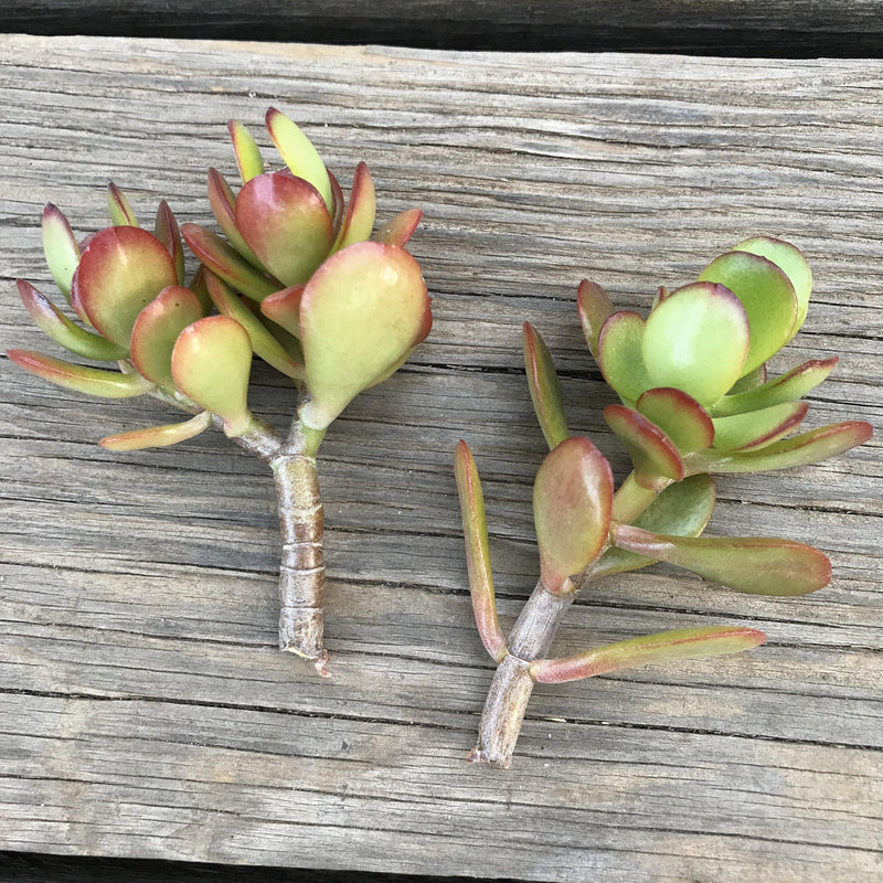 Succulent CUTTINGS - Zensability red orange green Crassula ovata &