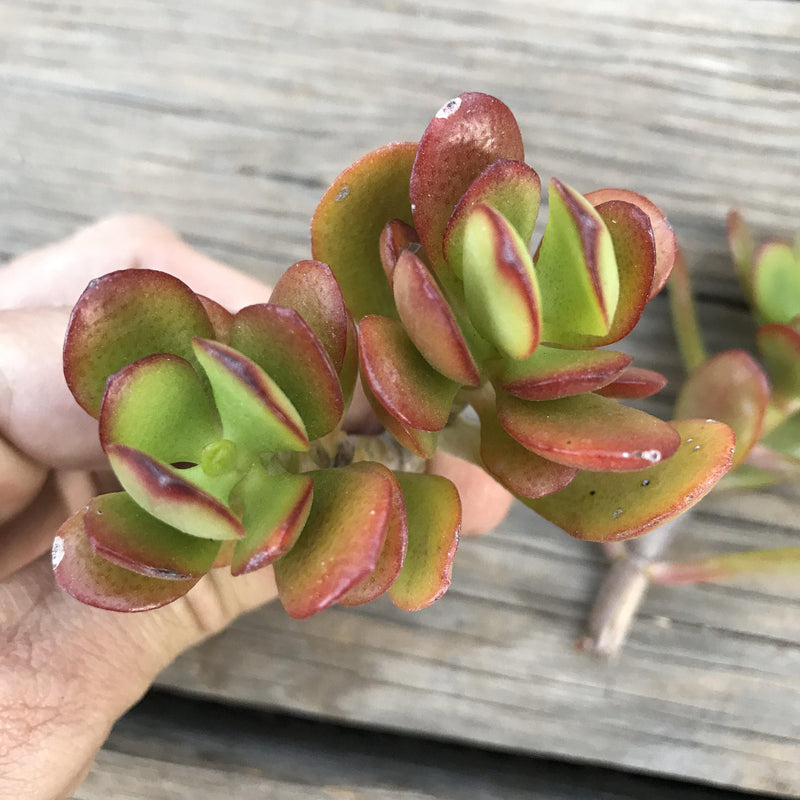 Succulent CUTTINGS - Zensability red orange green Crassula ovata &