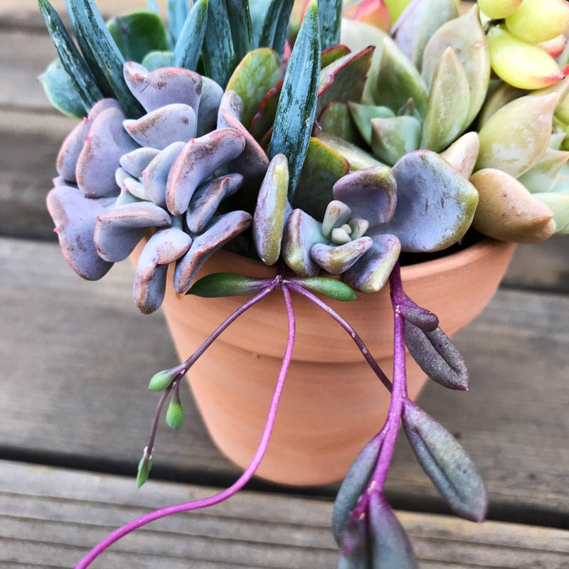 Succulent Plant DIY Kit with LIVE Cuttings, 3 INCH Terracotta pot Design-Your-Own, Zensability multiple colored succulents