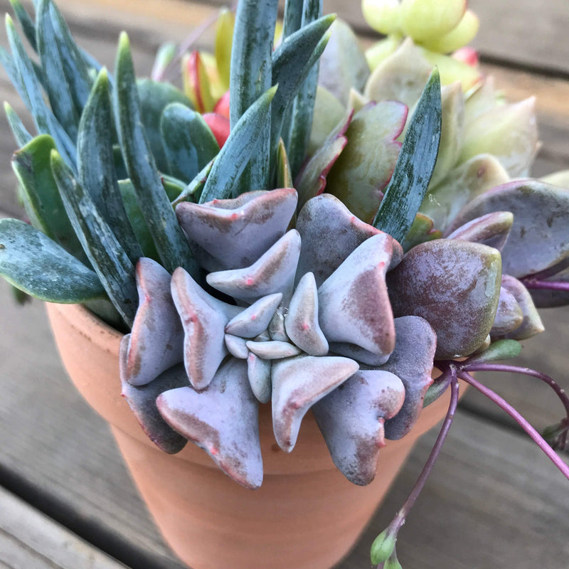 Succulent Plant DIY Kit with LIVE Cuttings, 3 INCH Terracotta pot Design-Your-Own, Zensability multiple colored succulents